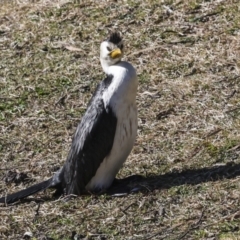 Microcarbo melanoleucos at Kingston, ACT - 11 Jul 2023