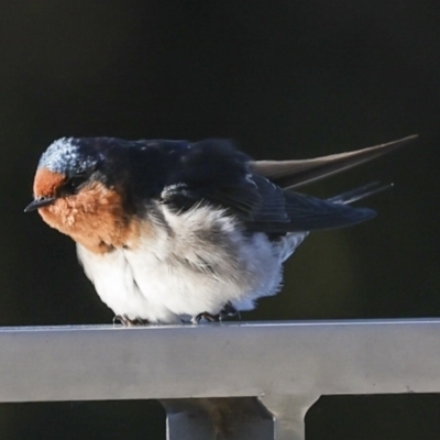 Hirundo neoxena (Welcome Swallow) at Lake Burley Griffin Central/East - 11 Jul 2023 by AlisonMilton