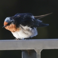 Hirundo neoxena at Kingston, ACT - 11 Jul 2023