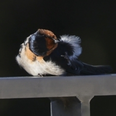 Hirundo neoxena at Kingston, ACT - 11 Jul 2023