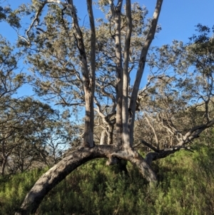 Eucalyptus melliodora at Hackett, ACT - 16 Jul 2023
