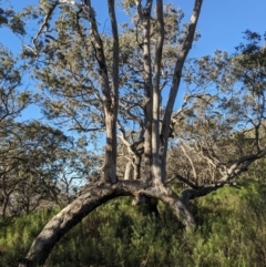 Eucalyptus melliodora (Yellow Box) at Mount Ainslie - 16 Jul 2023 by abread111