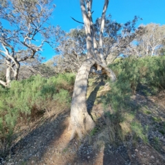Eucalyptus melliodora at Hackett, ACT - 16 Jul 2023