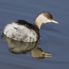 Poliocephalus poliocephalus (Hoary-headed Grebe) at JER550: JWs - Jerra Ck @ Board Walk - 11 Jul 2023 by AlisonMilton