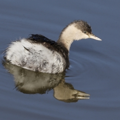 Poliocephalus poliocephalus (Hoary-headed Grebe) at Fyshwick, ACT - 11 Jul 2023 by AlisonMilton