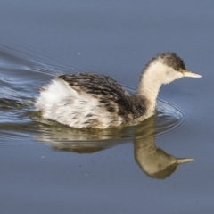 Poliocephalus poliocephalus at Fyshwick, ACT - 11 Jul 2023