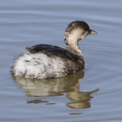 Poliocephalus poliocephalus at Fyshwick, ACT - 11 Jul 2023