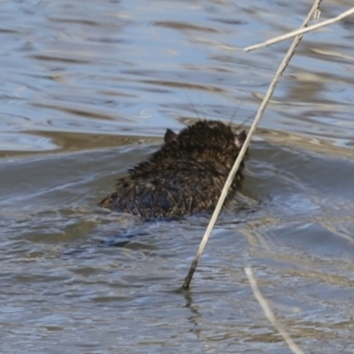 Hydromys chrysogaster (Rakali or Water Rat) at Fyshwick, ACT - 11 Jul 2023 by AlisonMilton