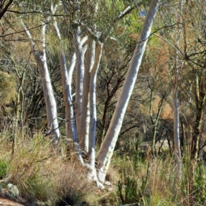 Eucalyptus rossii at Watson, ACT - 9 Jul 2023