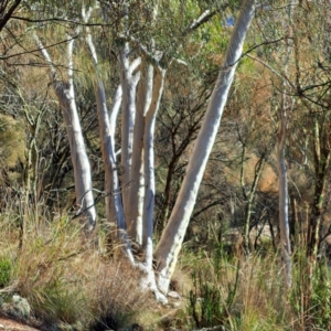 Eucalyptus rossii at Watson, ACT - 9 Jul 2023 02:23 PM