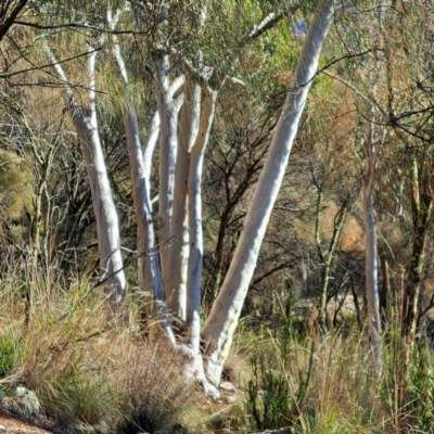 Eucalyptus rossii (Inland Scribbly Gum) at Mount Majura - 9 Jul 2023 by abread111