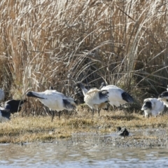 Threskiornis molucca (Australian White Ibis) at Fyshwick, ACT - 11 Jul 2023 by AlisonMilton