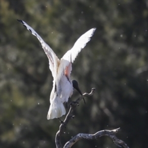 Threskiornis molucca at Fyshwick, ACT - 11 Jul 2023