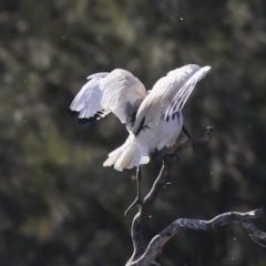 Threskiornis molucca at Fyshwick, ACT - 11 Jul 2023