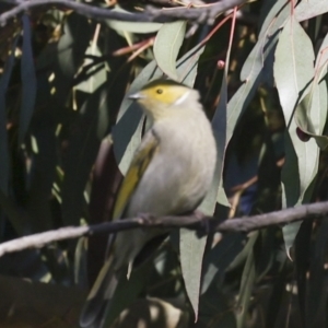 Ptilotula penicillata at Fyshwick, ACT - 11 Jul 2023 01:29 PM