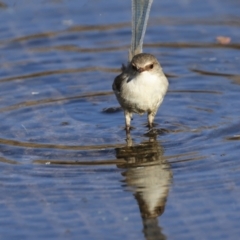 Malurus cyaneus (Superb Fairywren) at Jerrabomberra Wetlands - 11 Jul 2023 by AlisonMilton