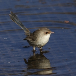 Malurus cyaneus at Fyshwick, ACT - 11 Jul 2023