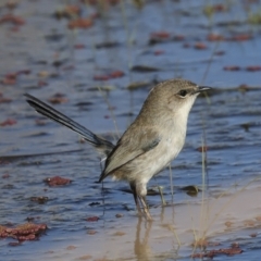 Malurus cyaneus at Fyshwick, ACT - 11 Jul 2023