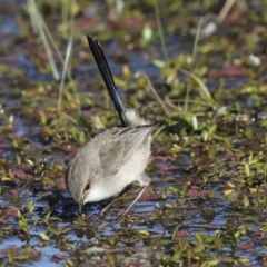 Malurus cyaneus at Fyshwick, ACT - 11 Jul 2023