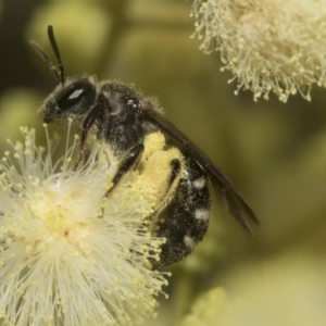 Lasioglossum (Chilalictus) sp. (genus & subgenus) at Higgins, ACT - 29 Nov 2022 11:49 AM