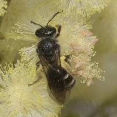 Lasioglossum (Chilalictus) sp. (genus & subgenus) at Higgins, ACT - 29 Nov 2022 11:49 AM