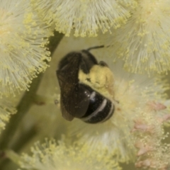 Lasioglossum (Chilalictus) sp. (genus & subgenus) at Higgins, ACT - 29 Nov 2022