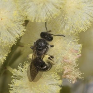 Lasioglossum (Chilalictus) sp. (genus & subgenus) at Higgins, ACT - 29 Nov 2022 11:49 AM