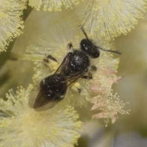 Lasioglossum (Chilalictus) sp. (genus & subgenus) at Higgins, ACT - 29 Nov 2022 11:49 AM