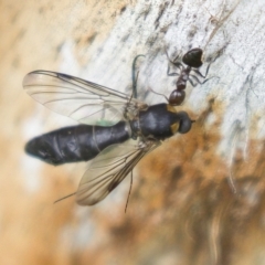 Crematogaster sp. (genus) at Harden, NSW - 27 Mar 2023 11:47 AM