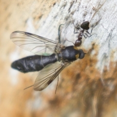 Crematogaster sp. (genus) at Harden, NSW - 27 Mar 2023