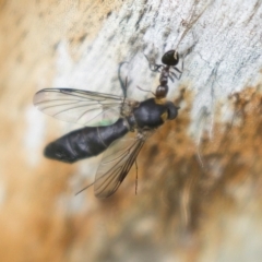 Crematogaster sp. (genus) at Harden, NSW - 27 Mar 2023 11:47 AM