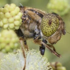 Eristalinus punctulatus (Golden Native Drone Fly) at Higgins, ACT - 26 Nov 2022 by AlisonMilton