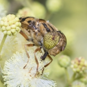 Eristalinus punctulatus at Higgins, ACT - 27 Nov 2022