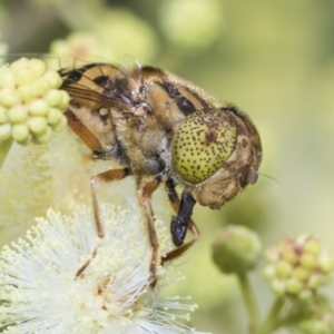 Eristalinus punctulatus at Higgins, ACT - 27 Nov 2022