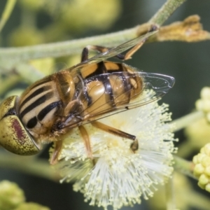 Eristalinus punctulatus at Higgins, ACT - 27 Nov 2022