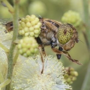 Eristalinus punctulatus at Higgins, ACT - 27 Nov 2022