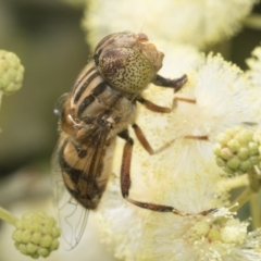 Eristalinus punctulatus (Golden Native Drone Fly) at Higgins, ACT - 29 Nov 2022 by AlisonMilton