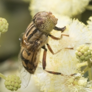 Eristalinus punctulatus at Higgins, ACT - 29 Nov 2022 11:46 AM