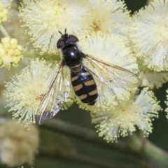 Melangyna viridiceps (Hover fly) at Higgins, ACT - 26 Nov 2022 by AlisonMilton