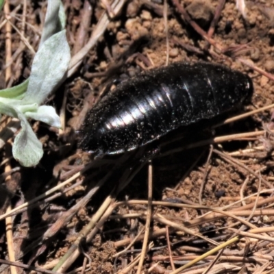 Platyzosteria melanaria (Common Eastern Litter Runner) at Dry Plain, NSW - 30 Oct 2021 by AndyRoo