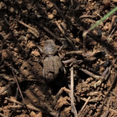 Cubicorhynchus sp. (genus) (Ground weevil) at Dry Plain, NSW - 30 Oct 2021 by AndyRoo