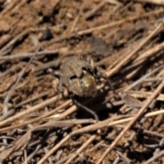 Cubicorhynchus sp. (genus) at Dry Plain, NSW - 30 Oct 2021