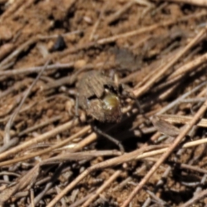 Cubicorhynchus sp. (genus) at Dry Plain, NSW - 30 Oct 2021