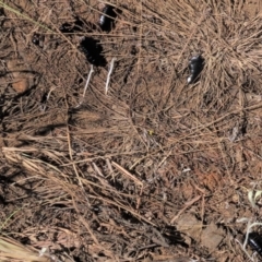 Platyzosteria sp. (genus) (Litter runner cockroach) at Dry Plain, NSW - 30 Oct 2021 by AndyRoo