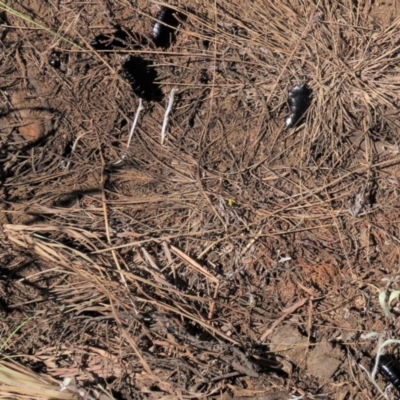 Platyzosteria sp. (genus) (Litter runner cockroach) at Dry Plain, NSW - 30 Oct 2021 by AndyRoo