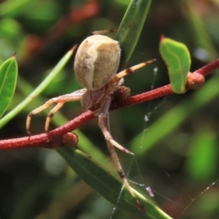 Araneus hamiltoni at Dry Plain, NSW - 15 Jan 2022 by AndyRoo