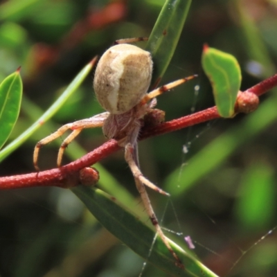 Araneus hamiltoni at Top Hut TSR - 15 Jan 2022 by AndyRoo