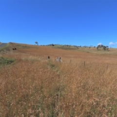 Themeda triandra (Kangaroo Grass) at Top Hut TSR - 14 Mar 2022 by AndyRoo