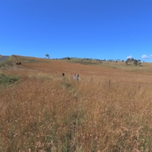 Themeda triandra at Dry Plain, NSW - 14 Mar 2022 11:02 AM