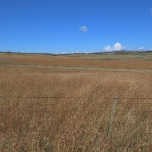 Themeda triandra at Dry Plain, NSW - 14 Mar 2022